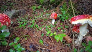 Very poisonous Amanita phalloides mushrooms video