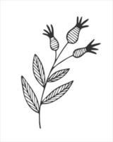 Rosehip doodle. Twig, leaves, berries fruits. White background. vector