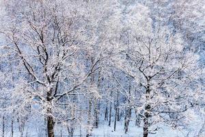 snow oak trees in forest in winter day photo