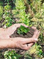 manos de granjero con un puñado de tierra con brotes verdes foto