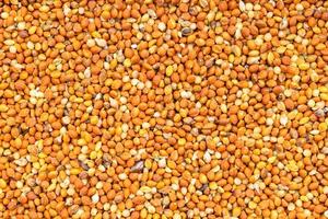 background - chumiza siberian millet seeds photo