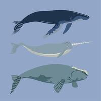 three whales sealife animals vector