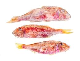 three frozen red mullet fish isolated on white photo