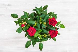 bush with fresh red rose flowers on gray table photo