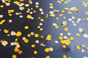 hojas amarillas caídas sobre asfalto negro mojado foto