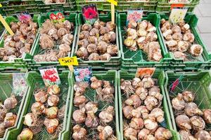 Tulip bulbs sales on street market in Stockholm, Sweden photo