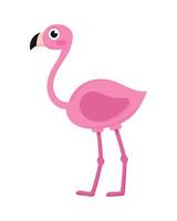 flamingo bird animal vector