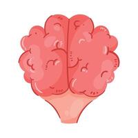 brain human organ healthy vector