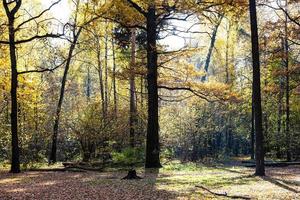 oak trees on meadow in autumn forest on sunny day photo