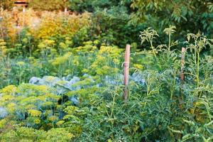 small vegetable garden in summer evening photo