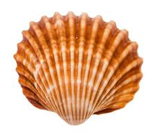 old brown shell of cockle isolated on white photo