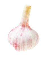 single bulb of fresh young garlic isolated photo