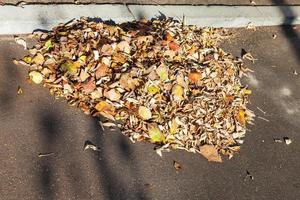 leaf litter on sidewalk in autumn photo