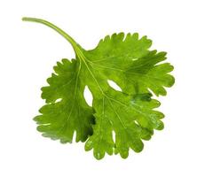 green leaf of fresh coriander herb isolated photo