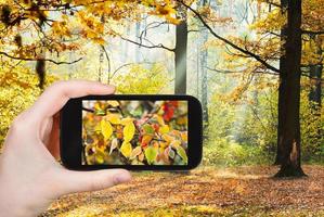 turista tomando fotos del bosque de otoño