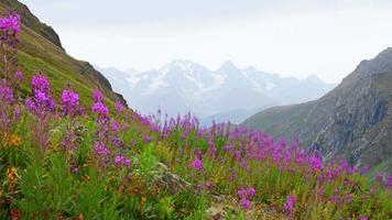 Panning zeigt ruhige grüne Berge mit lila Blumen am Hang und schneebedeckte Gipfel als Hintergrundbild ohne Menschen. unberührte unberührte Natur Landschaftspanorama