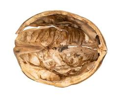 top view of empty walnut shell isolated photo