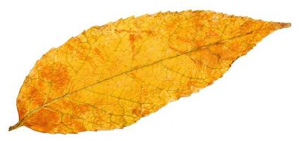 hoja amarilla de otoño de fresno aislado foto