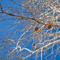 Seeds of sycamore photo