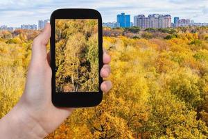 photo of yellow trees in urban park in autumn