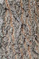 rough bark of old trunk on maple ash tree close up photo