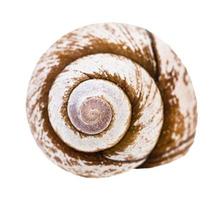 Concha de hélice de caracol aislado en blanco foto