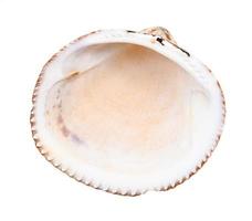 empty old shell of cockle isolated on white photo