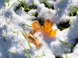 maple leaf and green grass covered by first snow photo