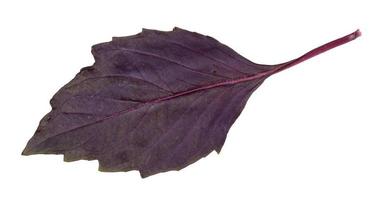 leaf of fresh dark purple basil herb isolated photo