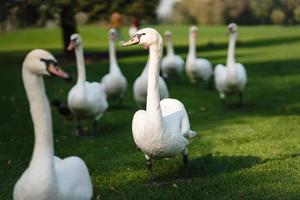 White swans resting on the green grass in the park. photo