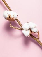 twig with ripe bolls with cottonwool on pink photo