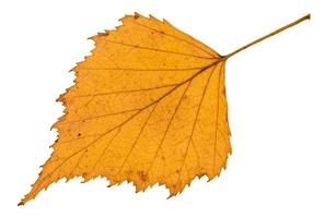 back side of fallen yellow leaf of birch tree photo