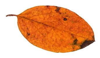 autumn rotten leaf of malus tree isolated photo