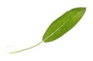 green leaf of sage salvia officinalis isolated photo