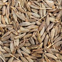 cumin cuminum cyminum seeds close up photo