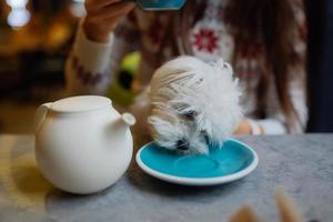 Beautiful woman is holding her cute dog, drinking coffee in cafe photo