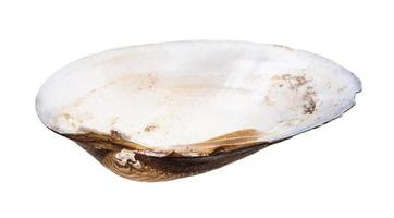 empty nacre shell of clam isolated on white photo