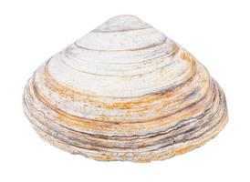 old shabby shell of clam isolated on white photo