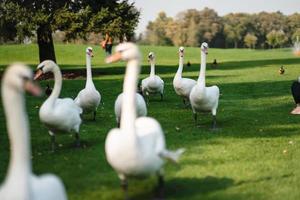 White swans resting on the green grass in the park. photo