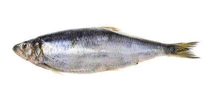 frozen whole pacific herring fish isolated photo