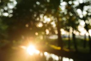 forest in the morning, bokeh background out focus photo