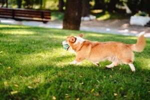 Welsh corgi enjoy his toy on the lawn photo