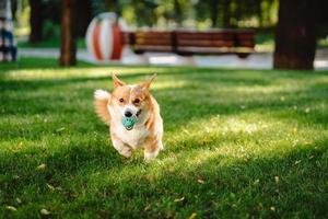 corgi galés disfruta de su juguete en el césped foto