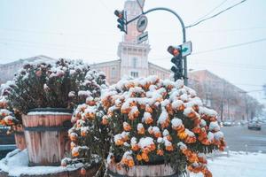 Snow on the flowers in the pot, flower pots on the streets photo