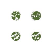 Diseño de ilustración de icono de vector de plantilla de logotipo de oliva