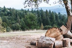 un claro en el bosque con leña plegada foto