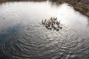 Geese in water, swim on the river, sunny day photo
