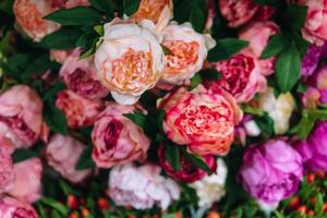 Lot of peonies, close up. photo