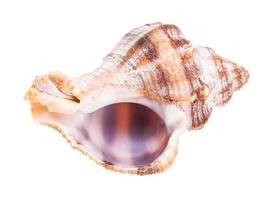 empty shell of whelk snail isolated on white photo