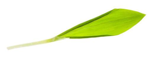 single leaf of fresh wild garlic ramson isolated photo